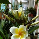 일랑일랑 이미지