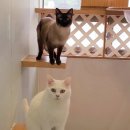 묘랑 고양이 전문호텔 이미지