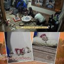 밍키애견 이미지