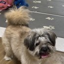 운버트 강아지미용실 이미지