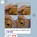 광주유치원 | 광주 신용동 애견유치원 호텔링 몽트리 이용후기