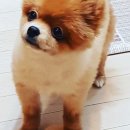 하이멍멍 이미지