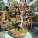 이병철농장 이미지