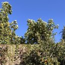 어뮤즈 545 이미지