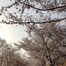 장안벚꽃길 이미지