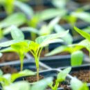 동진원예사 이미지