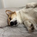 위클라드 자쿠지 펜션 이미지