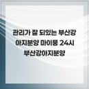 부산강아지분양 마이뭉 24시 이미지