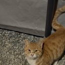 파란 카페 앤 호스텔 | 월악산유스호스텔 &amp; 카페 레이크앤마운틴 - 겨울 바베큐 패키지 후기, 202호, 조식, 카페, 근처 가볼만...