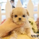 착한애견분양(원주점) 이미지