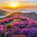 황매산 철쭉제 이미지