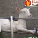 아기염소 이미지