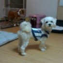 꼬맹이
