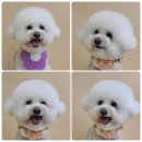 댕그루밍 이미지