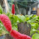 여우꼬리 이미지