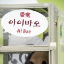 판다곰 이미지