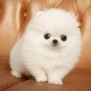 강아지PC 이미지