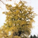 용문산중앙식당 이미지