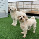 위드펫홈 이미지