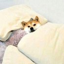 이불 속 댕댕이 이미지