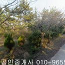 무안군 해제면 신정리 임야916제곱,매1800만원,전남토지매매,무안토지매매 이미지