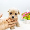 대구펫 강아지분양 고양이분양 이미지