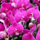 12월 16일의 꽃은 '팔레놉시스(Moth-orchid)' 이미지