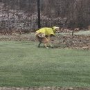 한국특수탐지견센터 이미지