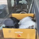 왕십리조은동물병원 이미지