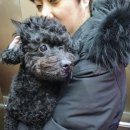 사월의 그루밍 | 2026.02.10 - 즐거운 목포여행~~~~ 하지만 힘들다. 집에 보내줘!!!