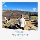 지수목장 | 삼양목장 평창 아이와가볼만한곳추천 자차이동