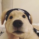 강아지 친구 이미지