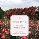 도당초등학교 | 부천 장미명소 추천 🌹 도당공원 장미축제 주차 정보&amp; 갓 구운와플 맛집까지 후기
