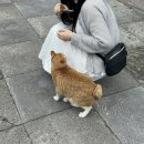 잡화점싯디