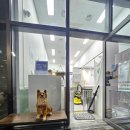 진이네 강아지풀 이미지