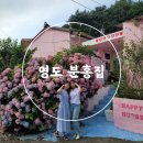 분홍집 | 영도 수국 분홍집 방문후기 주차 2024년 개화현황