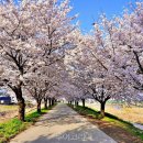 벚꽃주유소 이미지