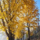 판교 흥림저수지 진입도로 | 충청내륙 가을 단풍구경(진천농다리,문광저수지,수옥폭포,사우정,장각폭포,강선대,적벽강,남이자연휴양림)