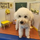 언더아멍 | 영주에 있는 애견카페 언더아멍