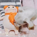 박여진애견미용실 이미지