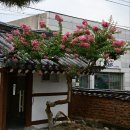 환성정 | 7월 대구 가볼만한곳, 기와 담장에 걸린 분홍빛 여름: 서계서원 배롱나무(비 오는 날의 개화 상황)