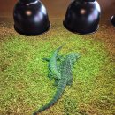 세천로1길 | 대구 세천 파충류 이색 카페 &#34;도림&#34; 아이랑 체험하며 즐길 수 있는 곳