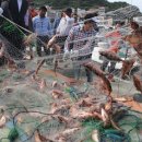 섬 우럭축제 이미지