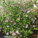 육콩이네 이미지