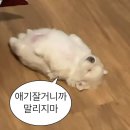 일출빌딩 | 강릉 당일치기 코스 추천 ㅣ메밀애감자 강릉길감자 순두부젤라또 후기