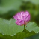홍연 - 칠곡군 북중리3길 6 | 홍연