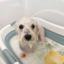 에이미 그루밍 이미지