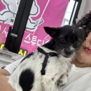 몽실몽실애견미용 이미지