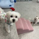 오픈독하우스 이미지