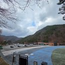 산골편의점 | [실시간] 벚꽃 엔딩? 아니, 이제 시작! 금산 보곡산골 산벚꽃 개화 현황